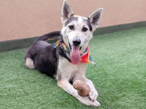 Hello world My name is Violet and Im a spayed 10-month-old Siberian HuskyShepherd mix pup I am