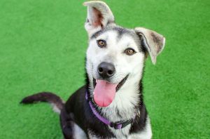 Awooooo My name is Powder and Im an energetic and playful 10-month-old spayed HuskyShepherd mix