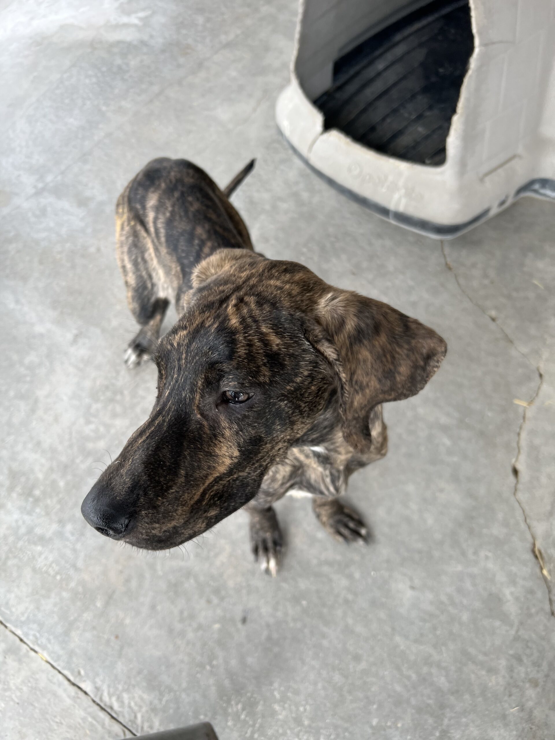 Titan, an adoptable Great Dane, Hound in Dillon, MT, 59725 | Photo Image 1