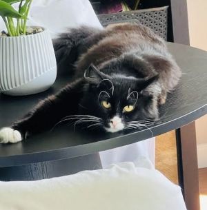 Cookie, Adult Male Domestic Long Hair