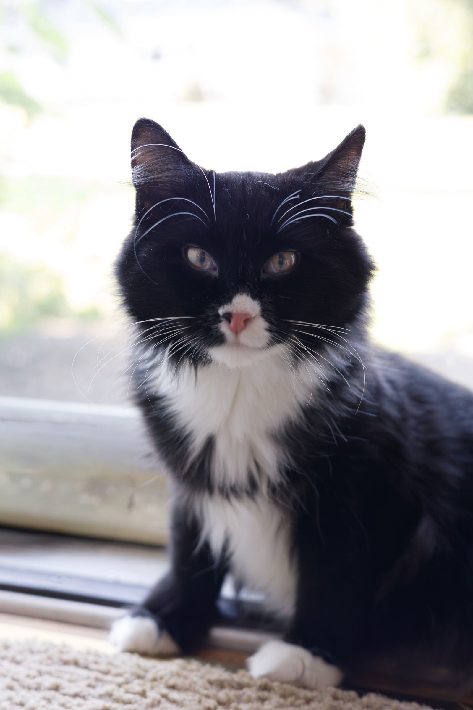 Cookie, an adoptable Domestic Long Hair in Princeton, MN, 55371 | Photo Image 1