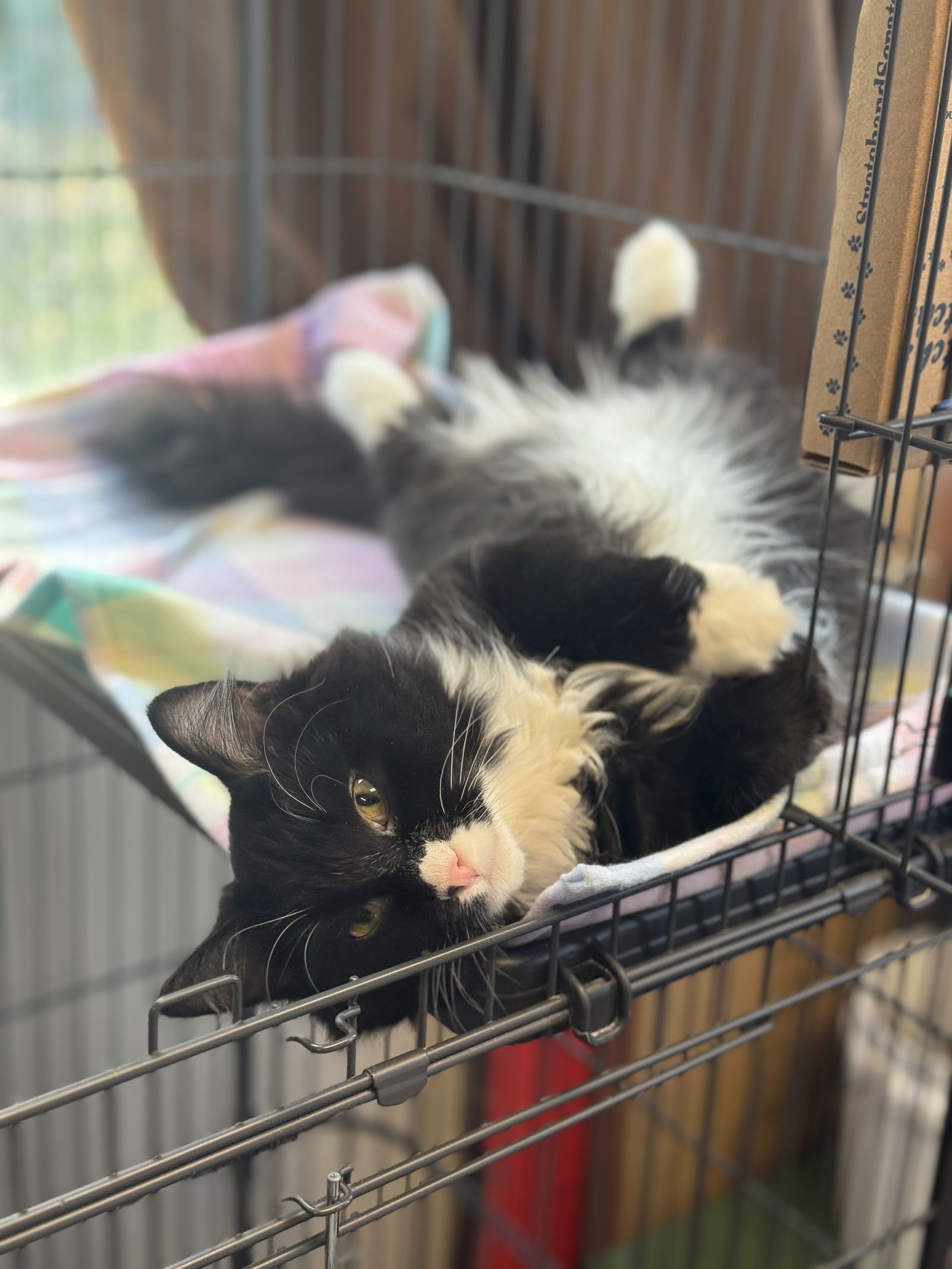 Cookie, an adoptable Domestic Long Hair in Princeton, MN, 55371 | Photo Image 2