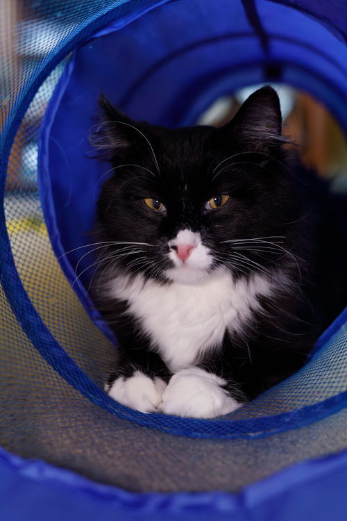 Cookie, an adoptable Domestic Long Hair in Princeton, MN, 55371 | Photo Image 3