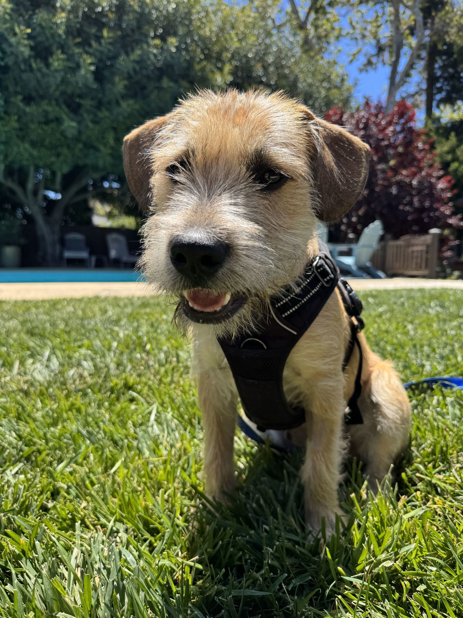 Buster