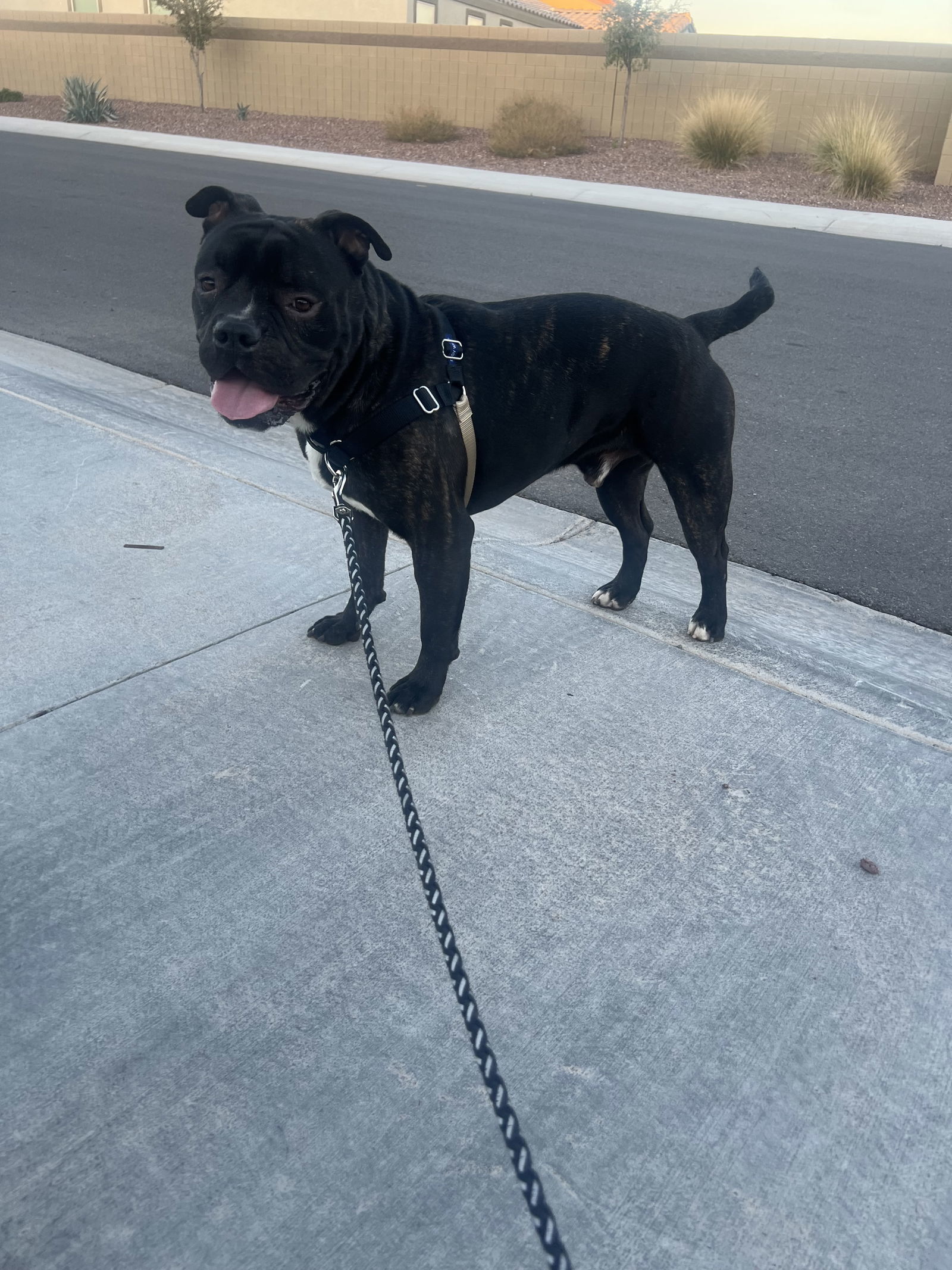 ROSCOE #8