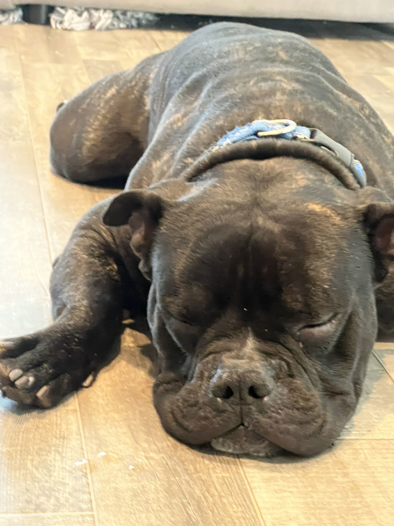 ROSCOE #8