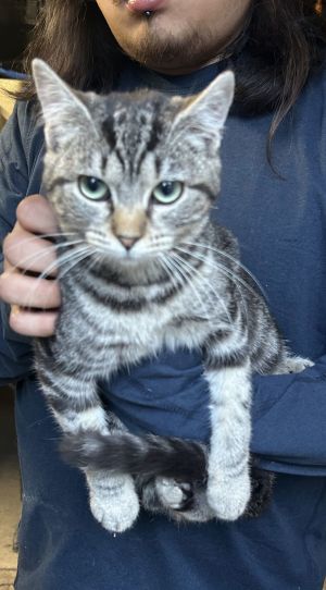 Mulan Napa MC, Baby Female Tabby