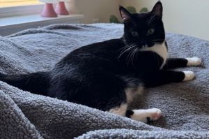Ruby, Young Female Domestic Short Hair