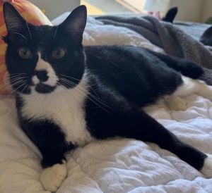 Scrimy, Young Male Domestic Short Hair