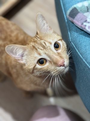 Dorito, Young Male Tabby