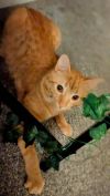 Dorito photo 5