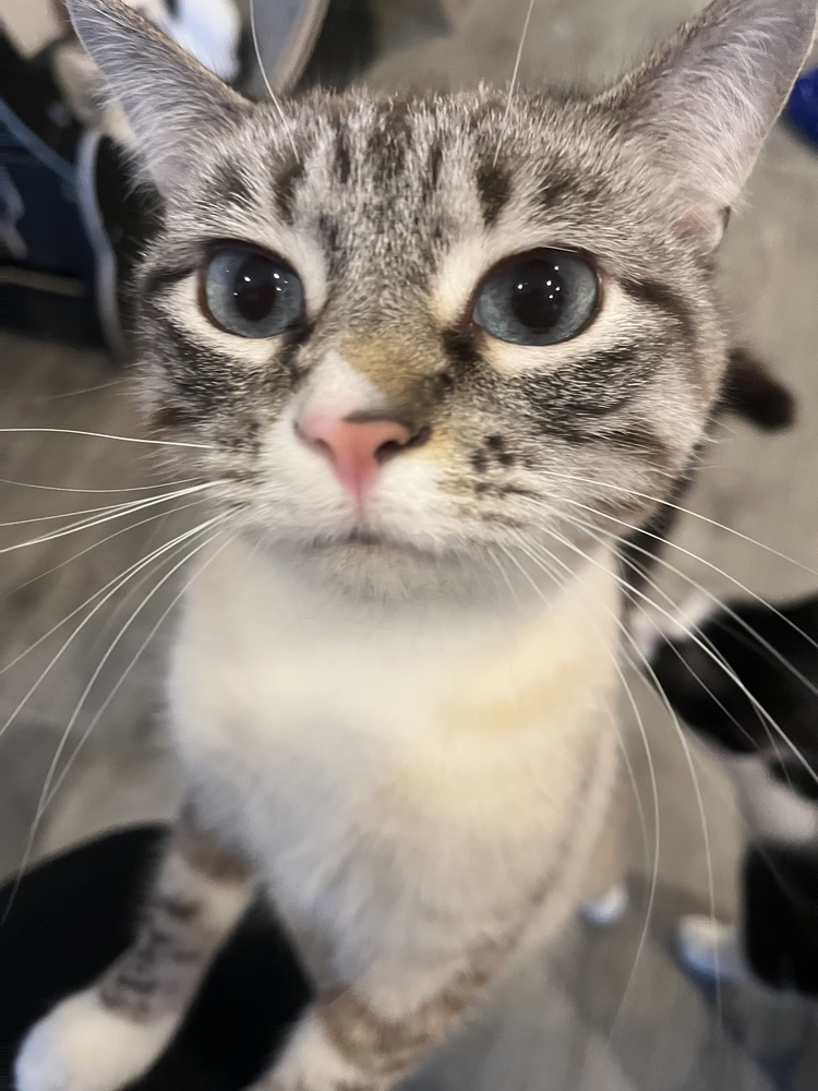 Laken (Bonded to Leif)