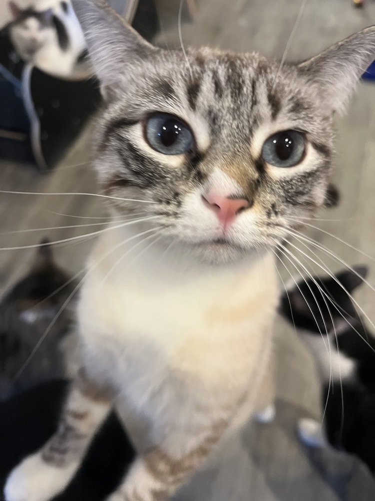 Laken (Bonded to Leif)