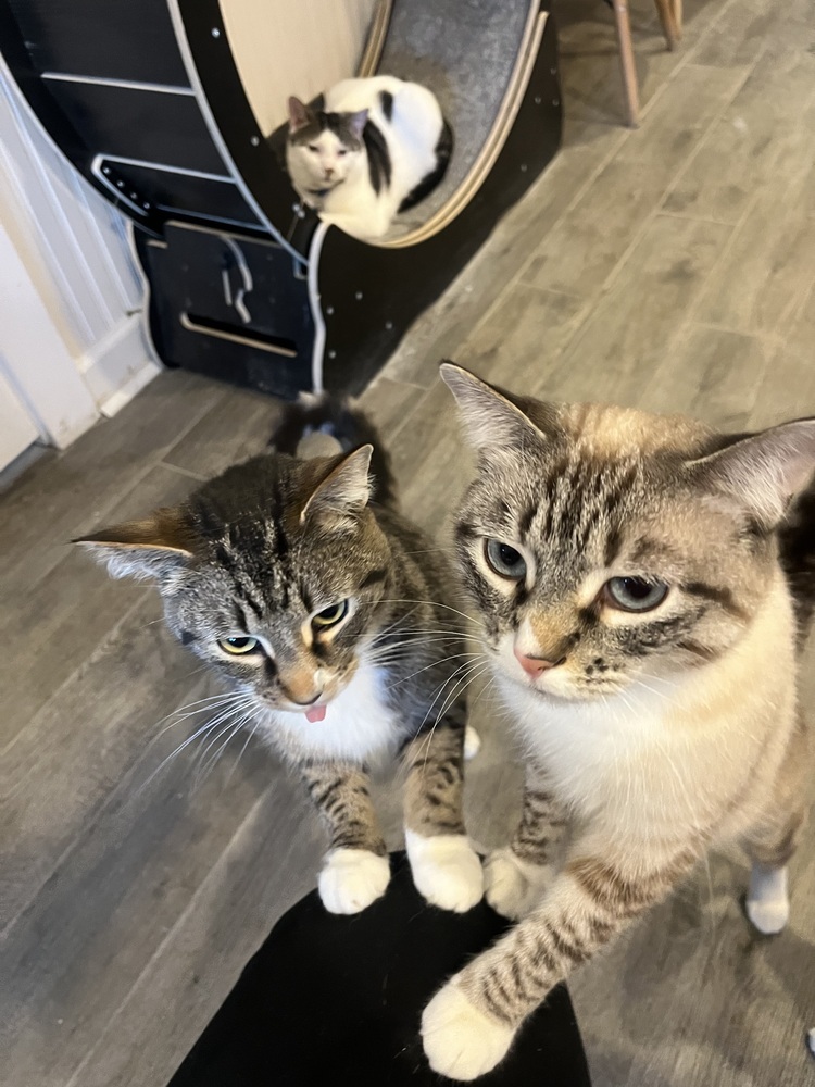 Laken (Bonded to Leif)