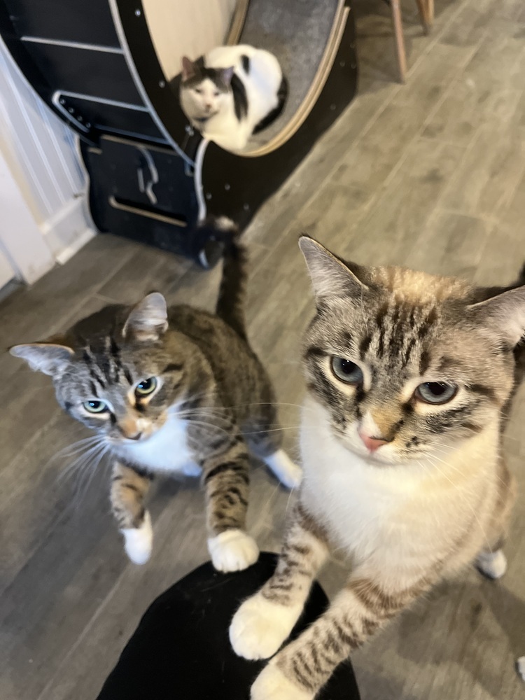 Leif (Bonded to Laken)