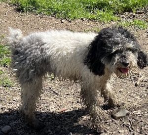 JoJo- miniature p, Young Male Poodle