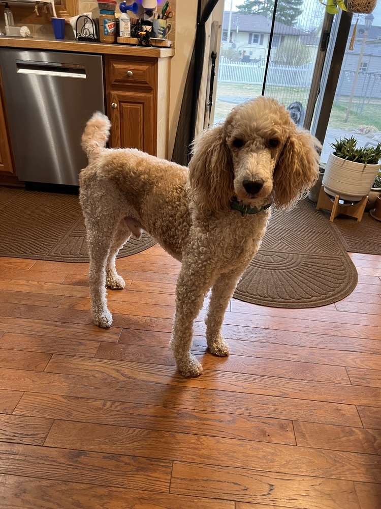 Toby (Whiskey)