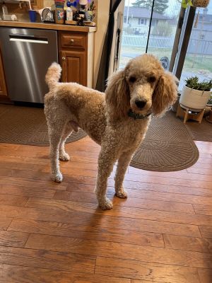 Toby (Whiskey), Senior Male Standard Poodle