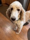 Toby (Whiskey) photo 2