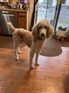 Toby (Whiskey) photo 3