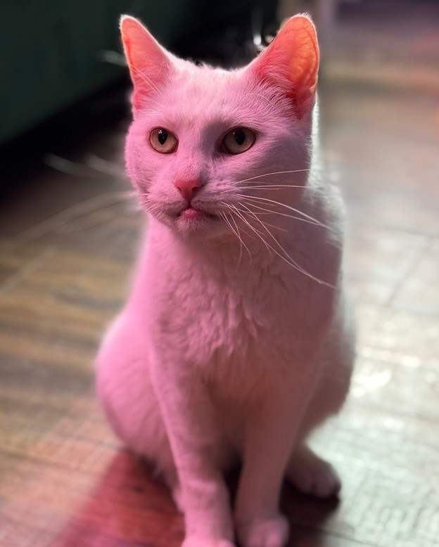 Little Louise