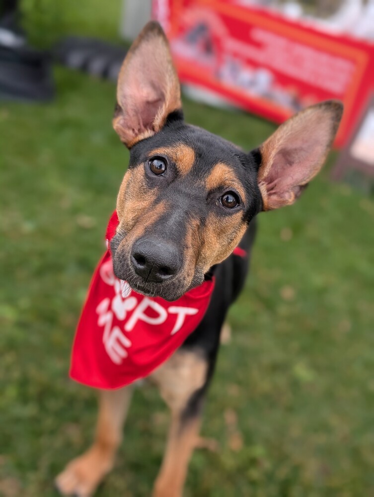 Penelope from the Hay Field