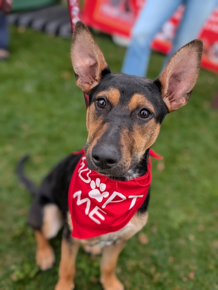 Penelope from the Hay Field