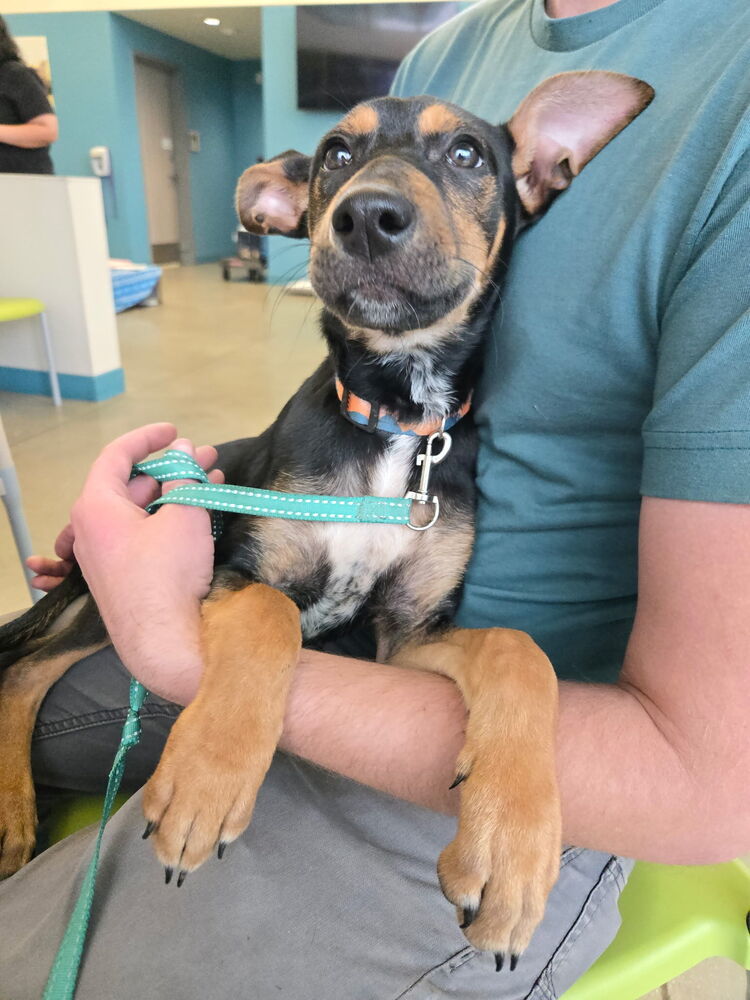 Penelope from the Hay Field