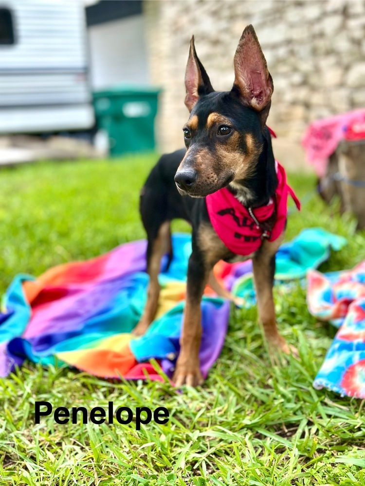 Penelope from the Hay Field