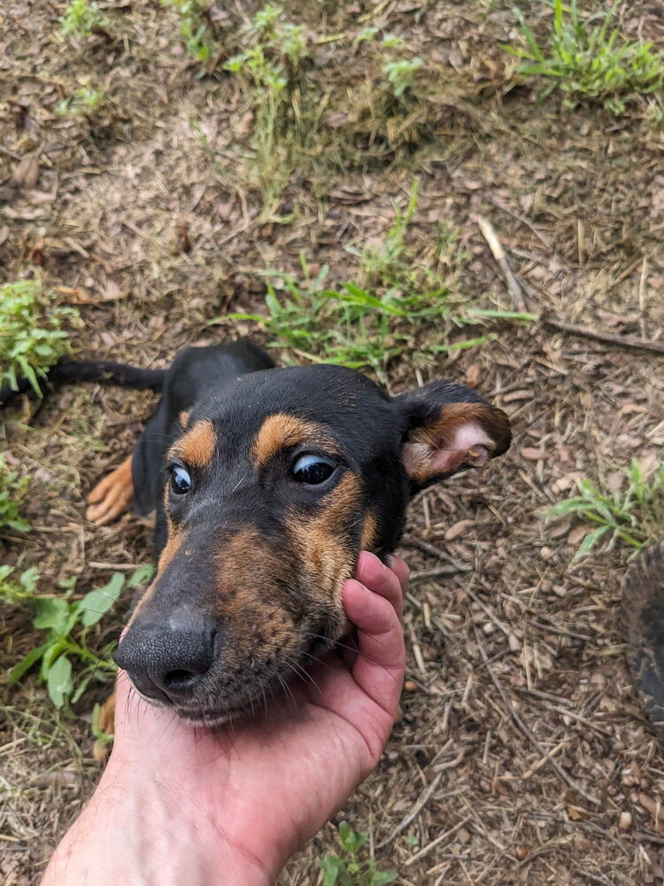 Penelope from the Hay Field