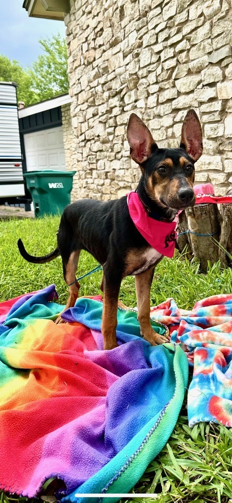 Penelope from the Hay Field