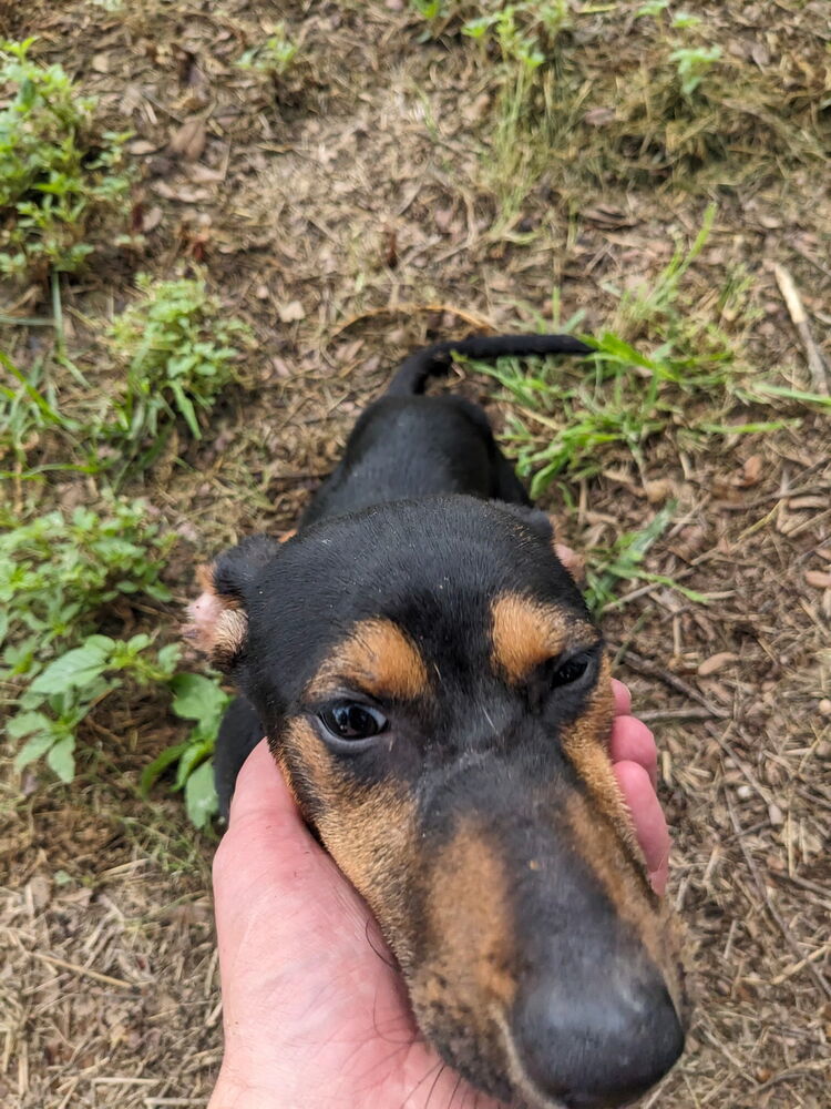 Penelope from the Hay Field