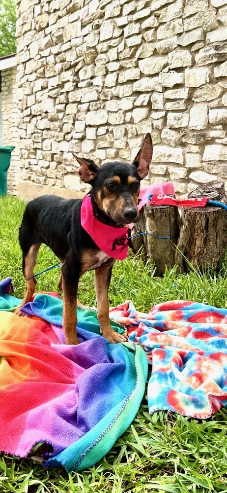 Penelope from the Hay Field