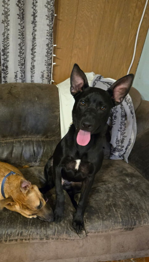 Mole from the Hay Field