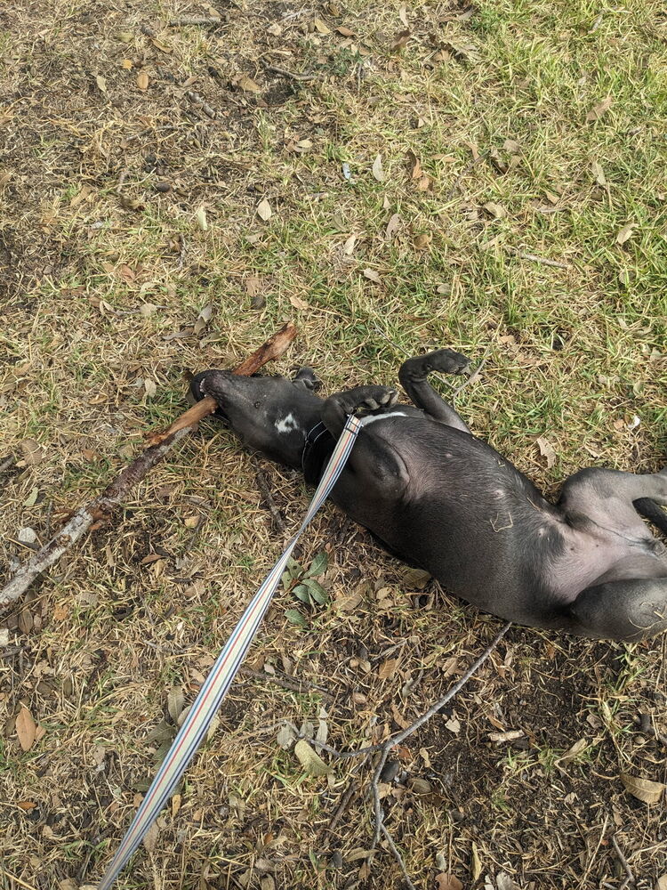 Mole from the Hay Field