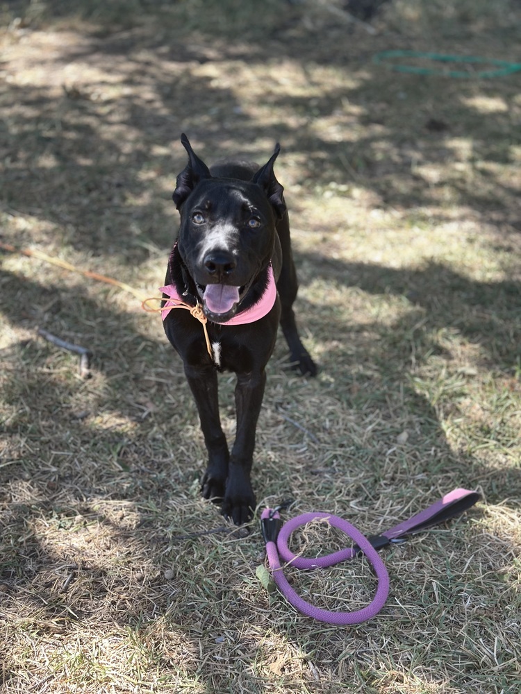 Mole from the Hay Field