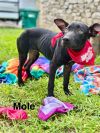Mole from the Hay Field photo 4