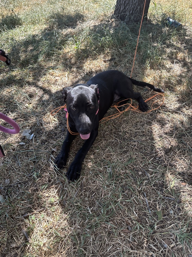 Mole from the Hay Field