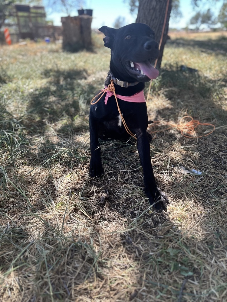 Mole from the Hay Field