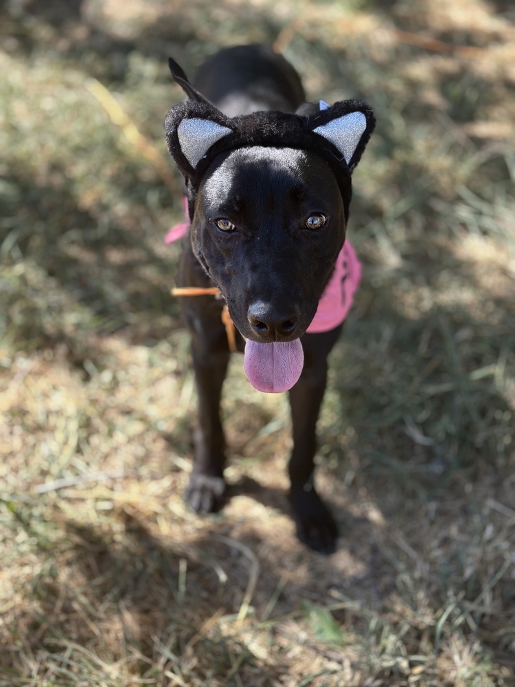 Mole from the Hay Field