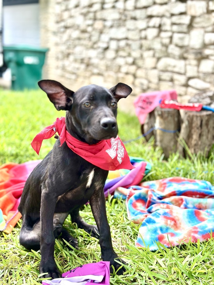 Mole from the Hay Field