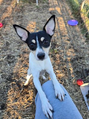 Mikey, Adult Male Rat Terrier