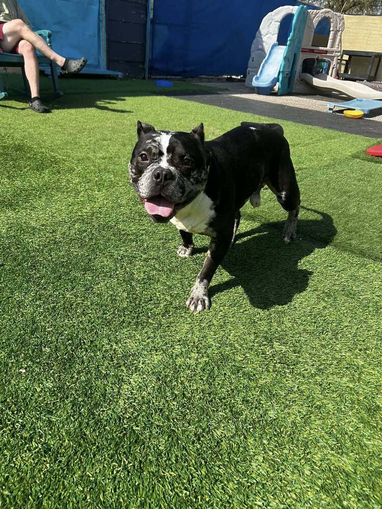 Zoro