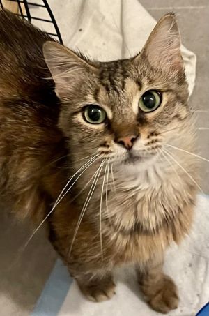 Olivia, Young Female Domestic Long Hair