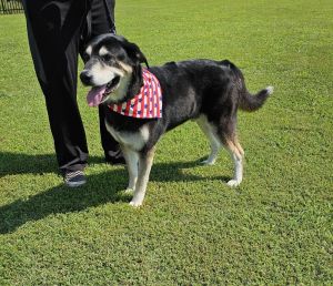 Drako, Adult Male Husky