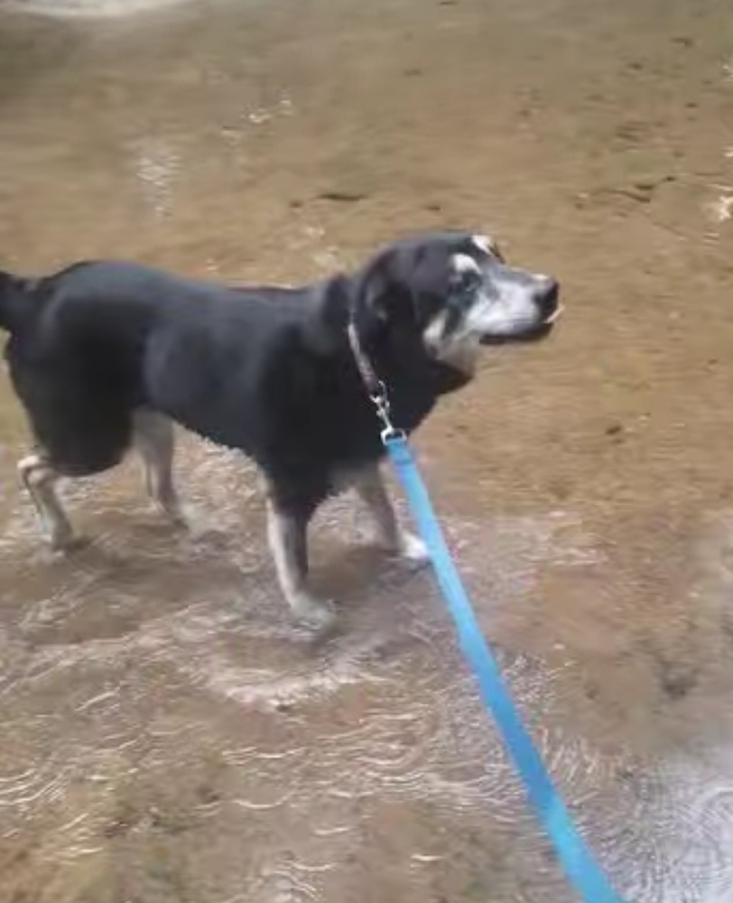 Drako