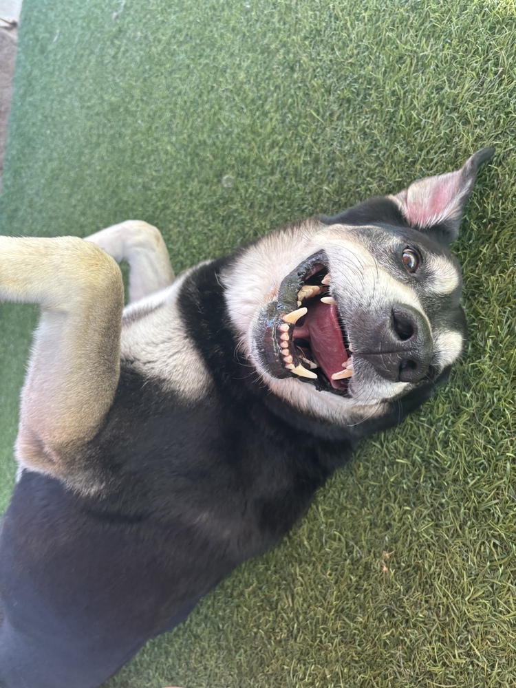 Drako