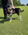 Drako photo 6