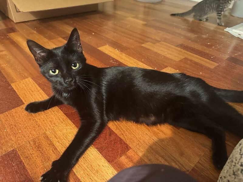 Frankie