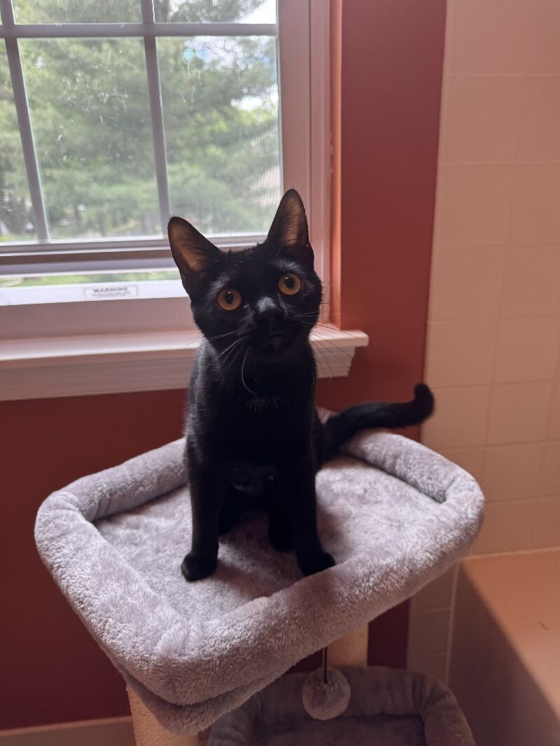 Frankie